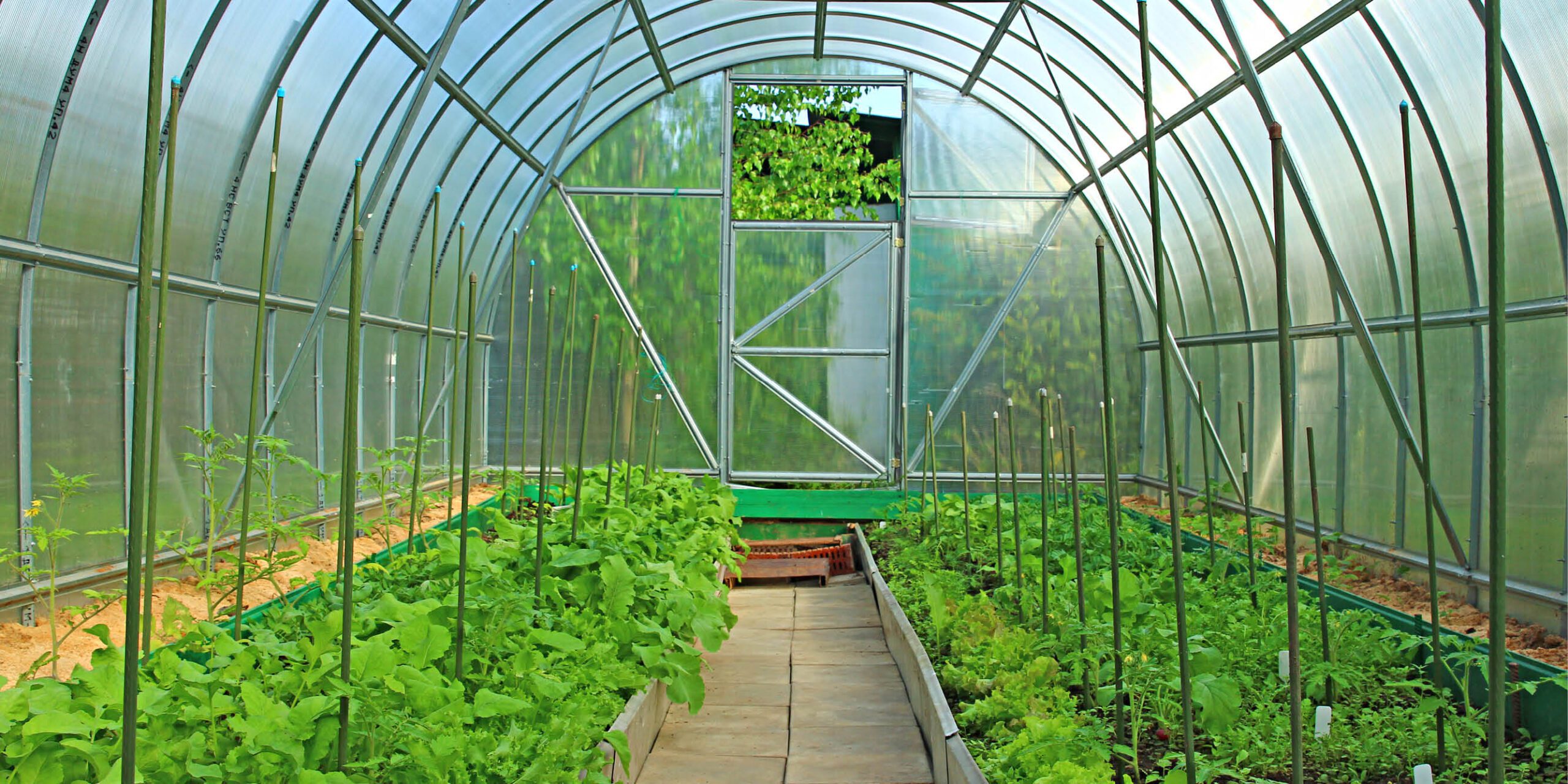 Inside a greenhouse with rows of lush plants and vegetables, a clear pathway in the center, and a bright, translucent ceiling.