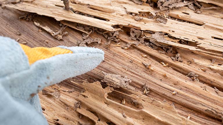 Gloved hand pointing at damaged, termite-infested wood.