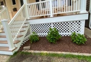 Landscaping White porch stairs and lattice with green shrubs on a mulched bed.